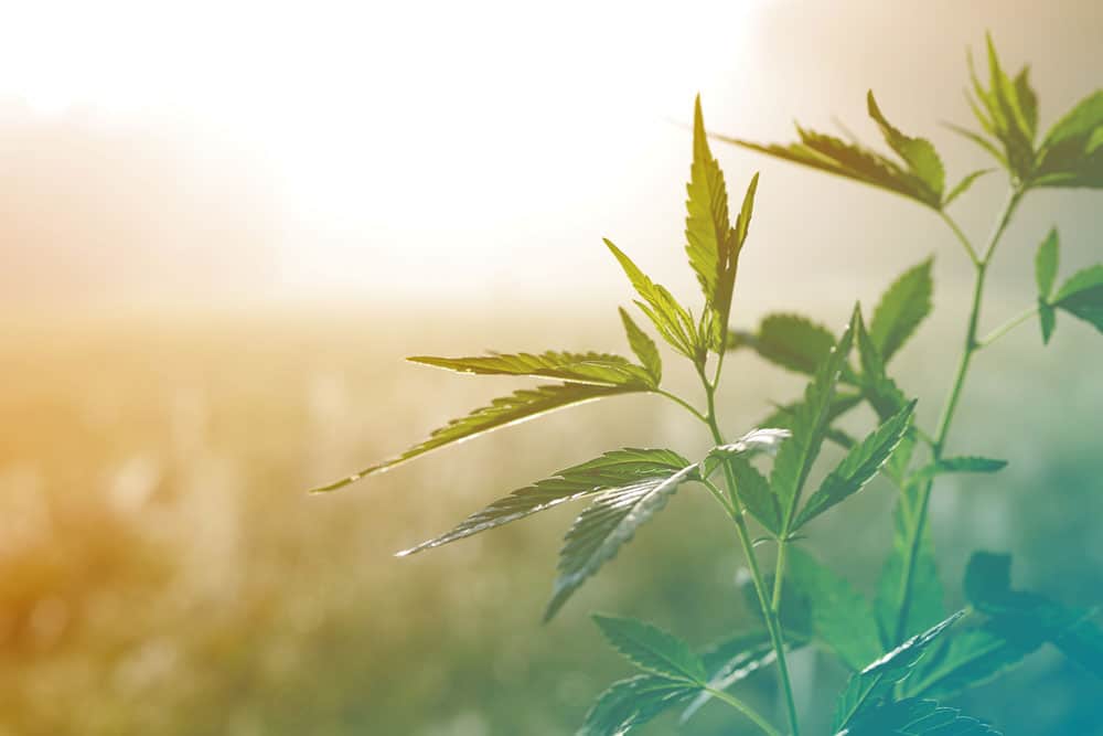 3chi-cannabis-delta-8-thc-cbn