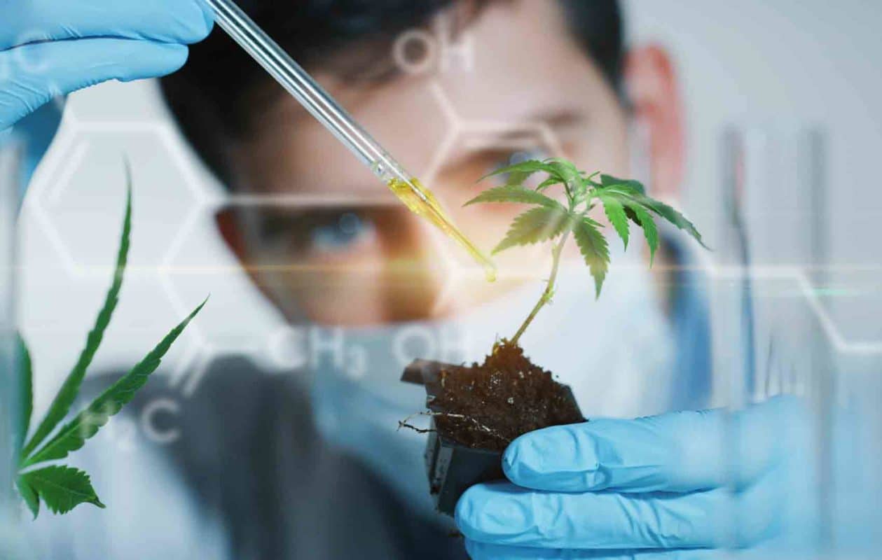 scientist growing amazing hemp