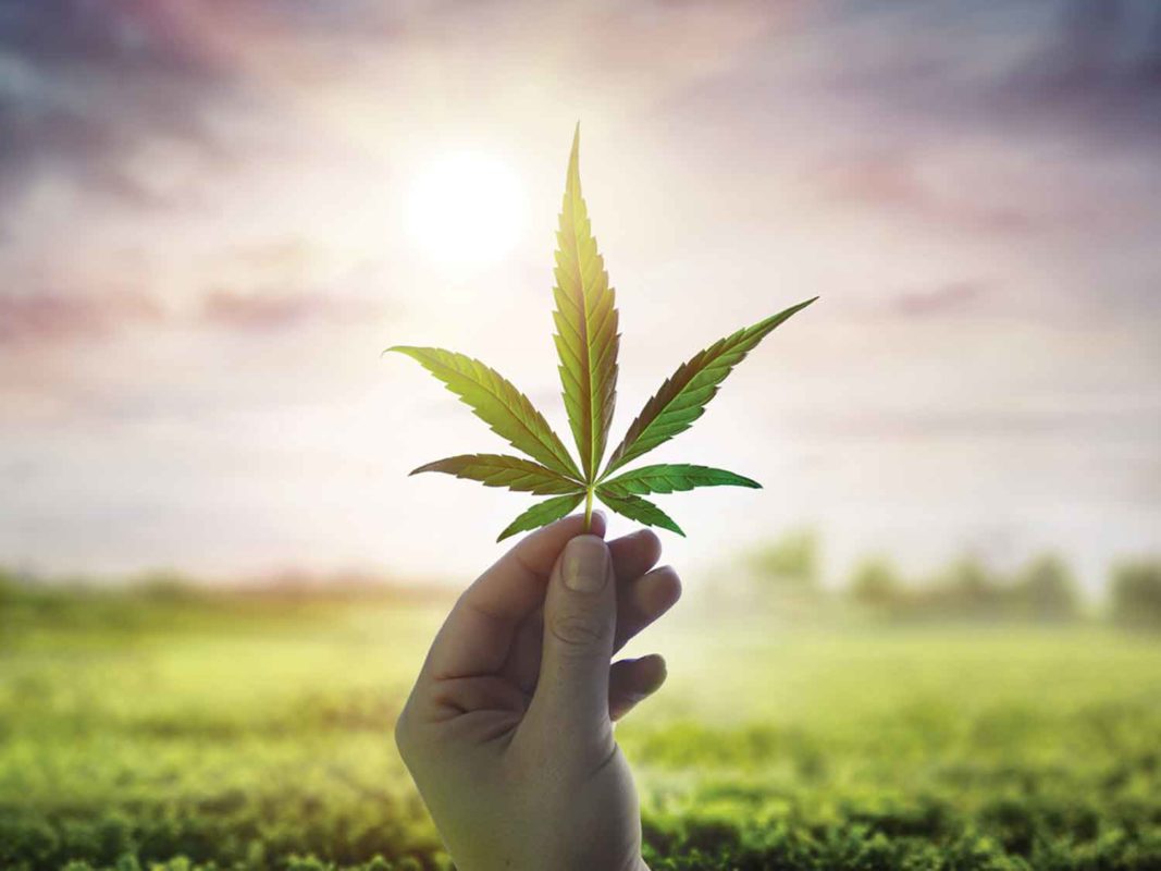 Hemp leaf held by a farmer on a sunny day
