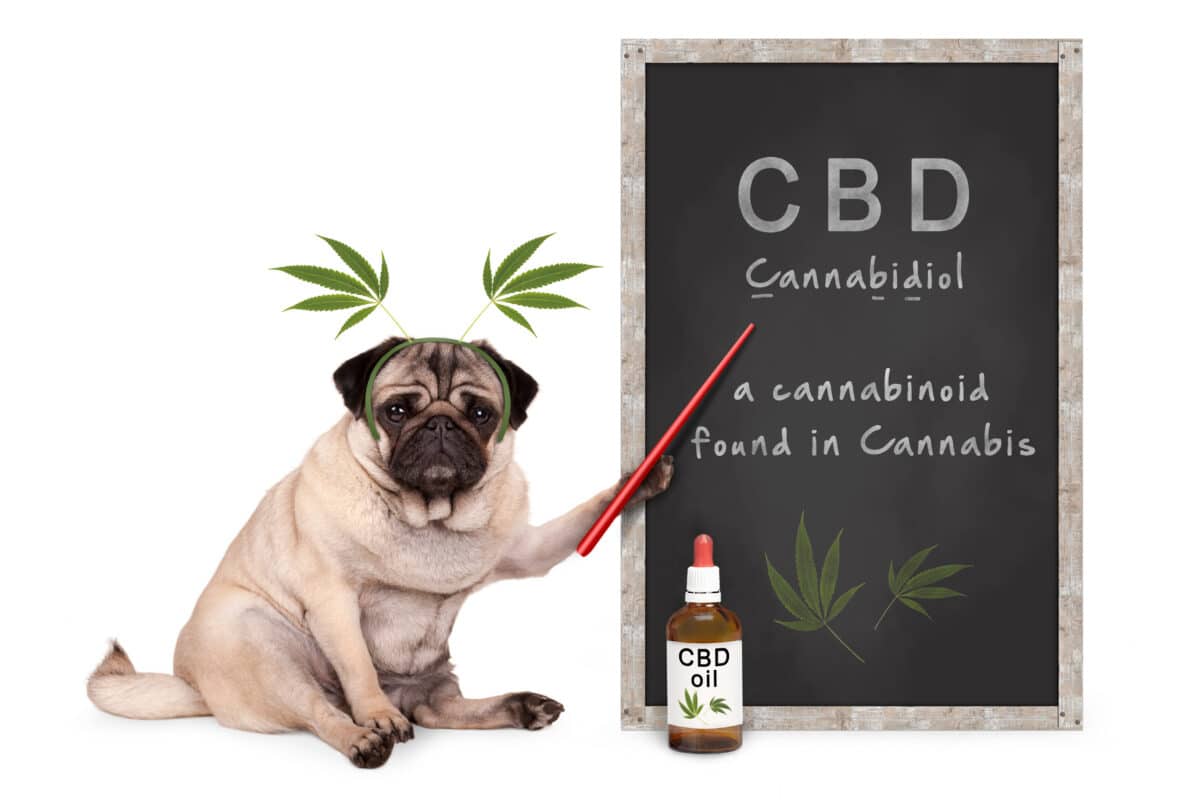 A Deeper Understanding of Delta 8 THC, Delta 9 THC, and CBD for Sleep Pug, CBD