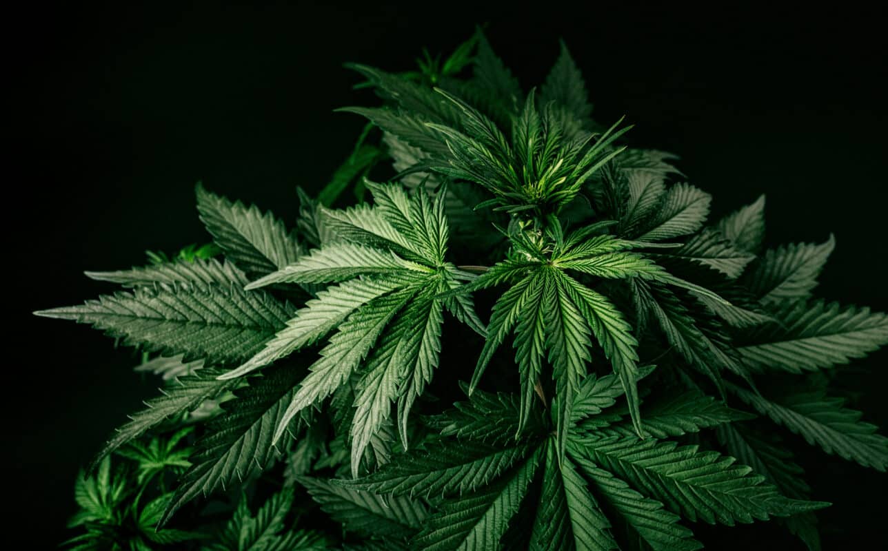 A Deep-Dive into Delta 9 Vapes and Delta 9 Gummies cannabis, hemp, marijuana, sativa, indica, hybrid, Delta 9