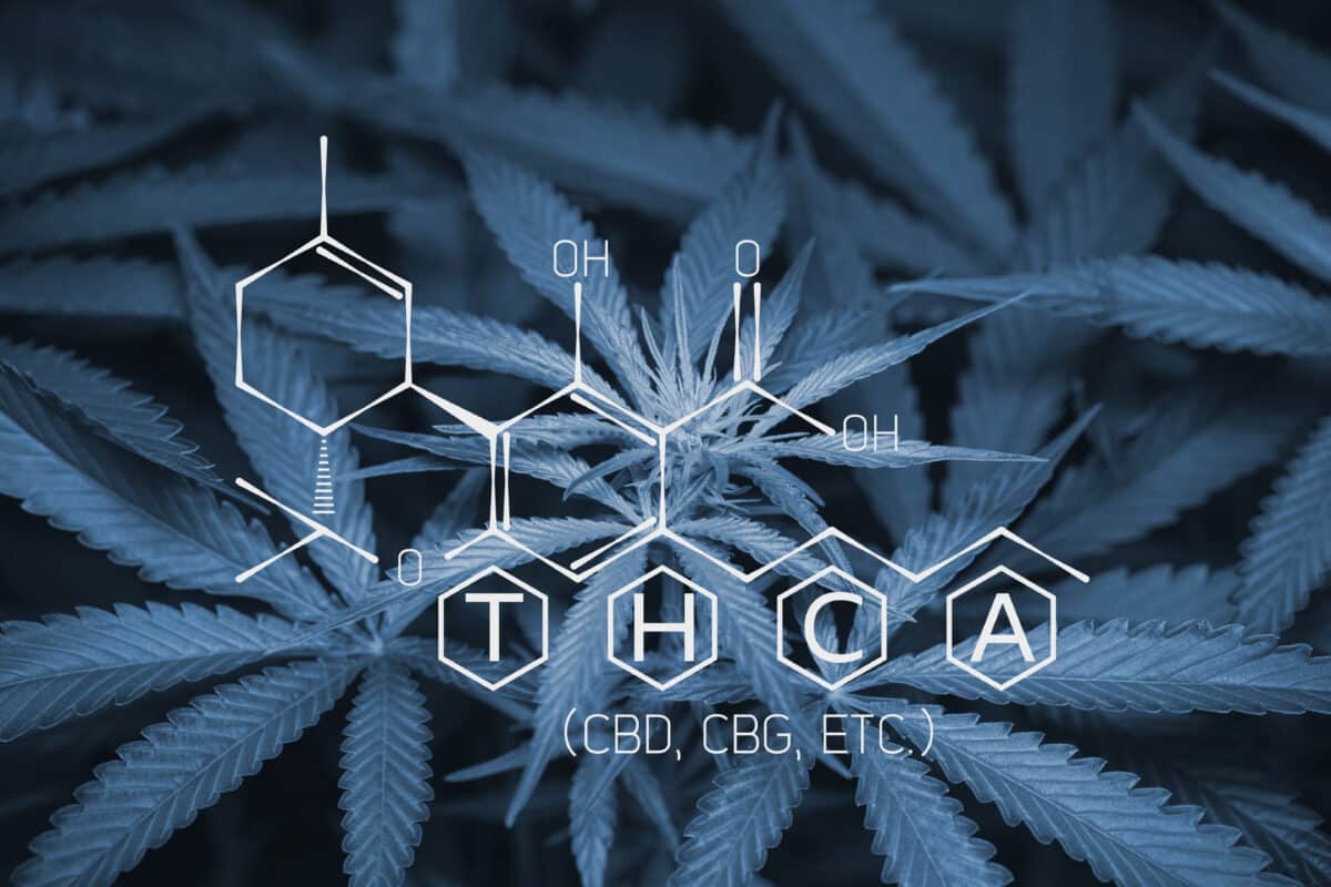 From the Roots of Raw Cannabis: Exploring THC vs THCA