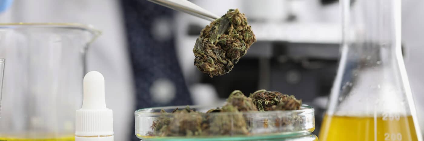 The Importance of Cannabis Product Testing