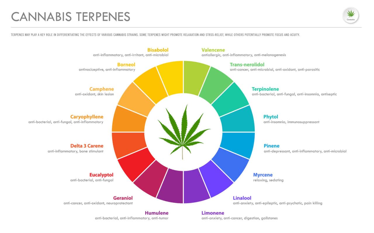 What Are Cannabis Terpenes and What Role Do They Play?
