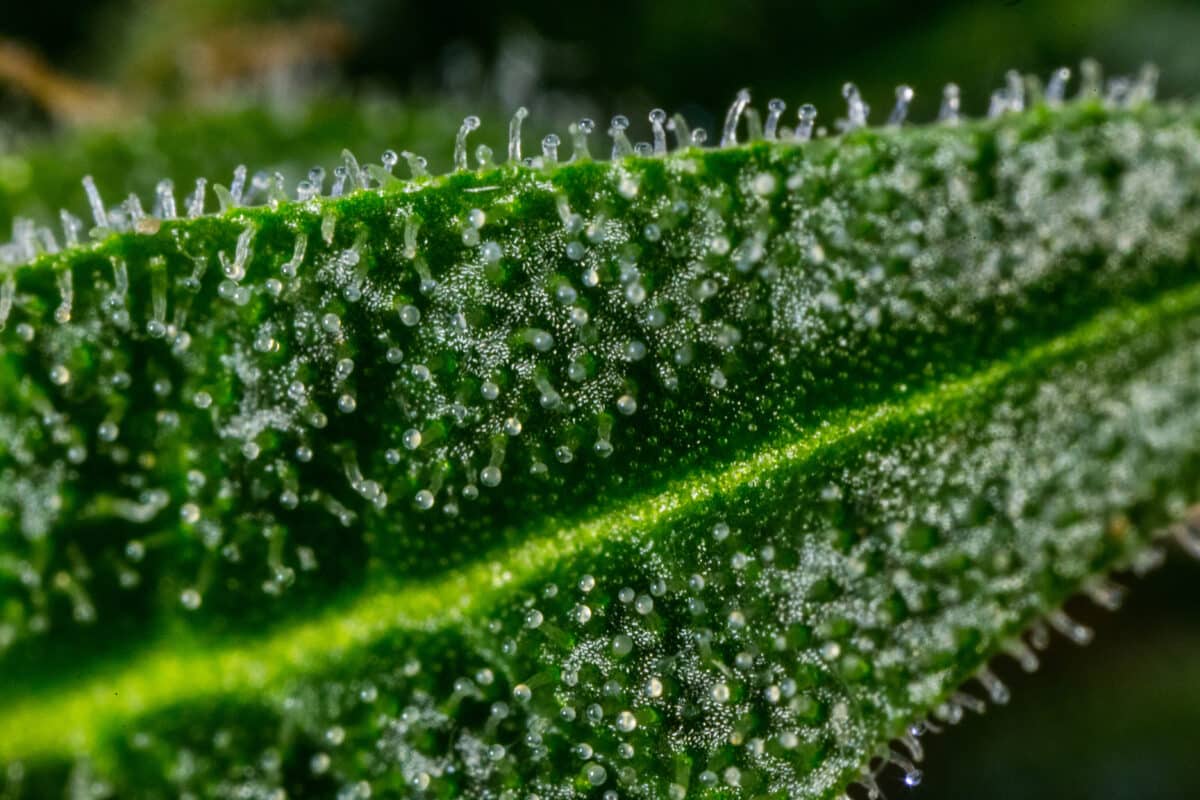 Explaining the Role of Terpenes in Delta 8 THC Products