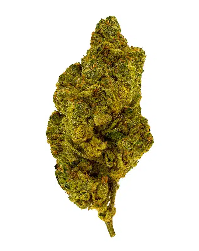 THCA Flower - Gary Payton - 3.5g - Although it’s a balanced hybrid, Gary Payton checks you into the game quick. It’s a hard, potent hitter that lasts all 4 quarters. If you’re a more experienced cannabis consumer looking for immediate effects, Gary Payton is your go-to. Genetics: The Y x Snowman Strain: Hybrid Flavor Profile: Diesel, Herbal, Earthy Feelings: Euphoric, Relaxed, Giggly THCA Content: 30.8%