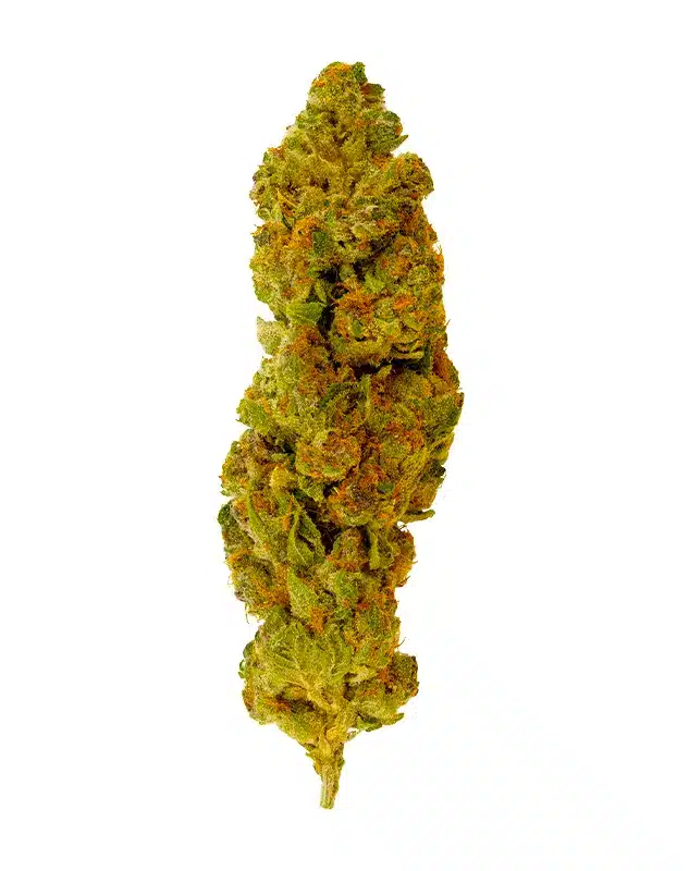 THCA Flower - Orange Push Pop - 3.5g - Although this strain leans more on the heavier side, many users are able to still smoke it throughout the day without getting too couch-locked. Orange Push Pop has a sweet and creamy vanilla flavor with a hint of lemon lime upon exhale. It may also help ease anxious feelings and help you let go of life’s stressors. Genetics: Triangle Kush x Orange Cookies Strain: Indica Flavor Profile: Orange Creamsicle, Vanilla Feelings: Happy, Relaxed, Sleepy THCA Content: 25%