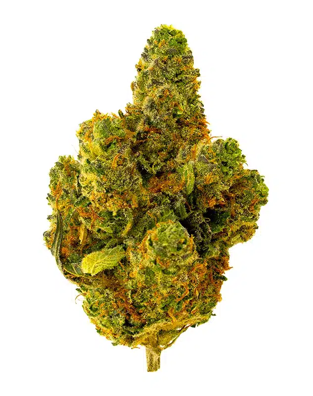 THCA Flower - Tangilope - 3.5g - Tangilope is one of our stronger sativas, offering a stimulating, cerebral high that’s perfect for a busy day. From the aroma to the taste, this dessert-like flavor profile is like eating a chocolate-covered orange, leaving you wanting to come back for more. Genetics: Tangie x Chocolope Strain: Sativa Flavor Profile: Chocolate, Orange, Citrus Feelings: Energetic, Happy, Creative THCA Content: 28%