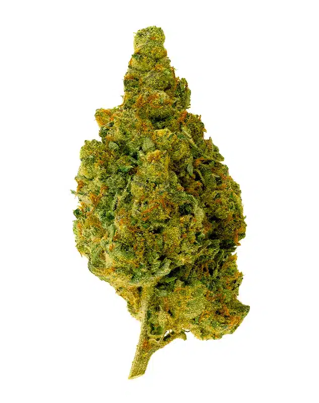 THCA Flower - Truffle Treats - 3.5g - Truffle Treats is a relaxing euphoria that starts in the back of your head and slowly provides a full-body buzz that puts you in the perfect state of calm and bliss. It also has the potential to ease physical discomforts, putting you right in your happy place. Genetics: Platinum x Slurricane Strain: Hybrid Flavor Profile: Grape, Candy, Sweet Feelings: Relaxed, Happy, Calm THCA Content: 28.8%