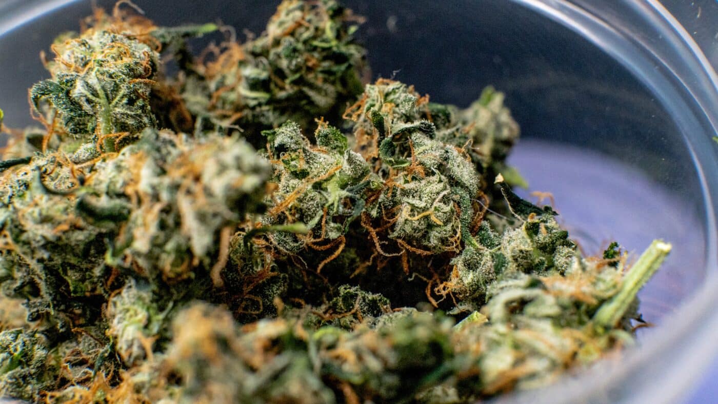 THCA Flower Strain Highlight: Lemon Chello