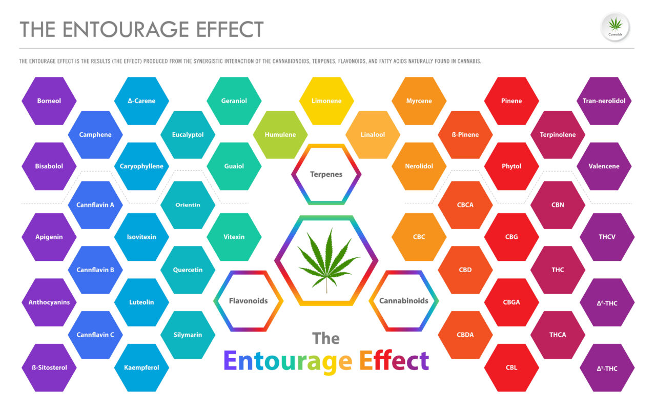 Sativa vs Indica Edibles: Which Is Best for You?