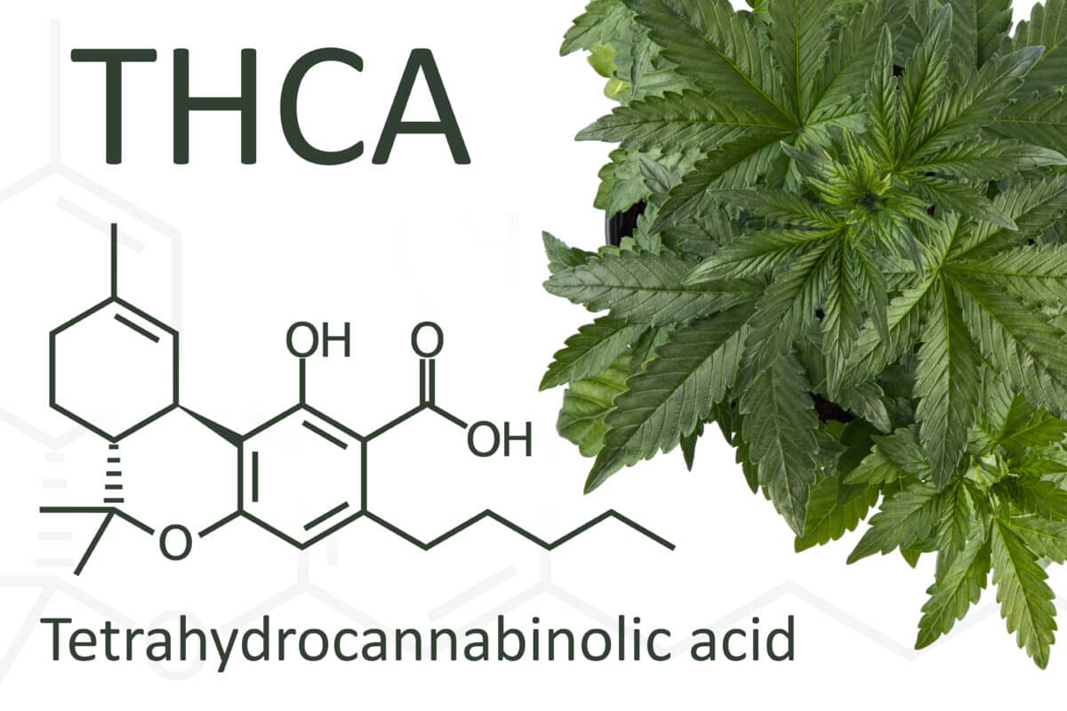 How THCA Flower Works With the Endocannabinoid System