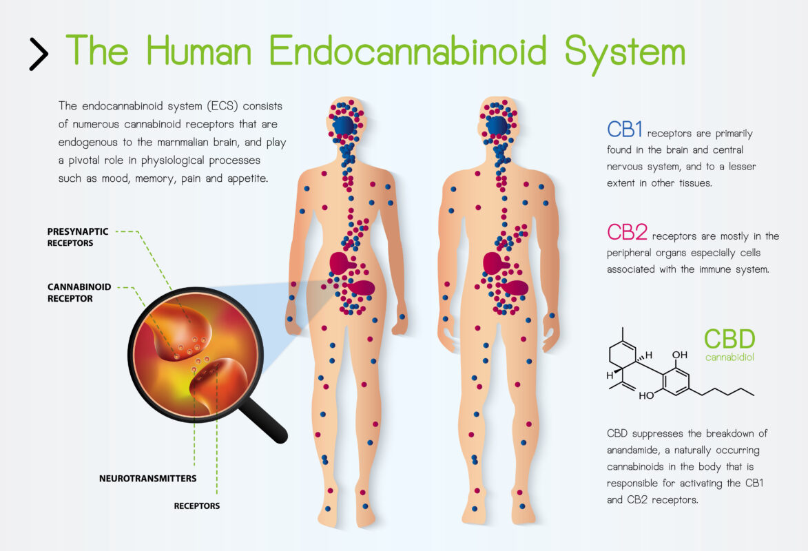 Endocannabinoid system