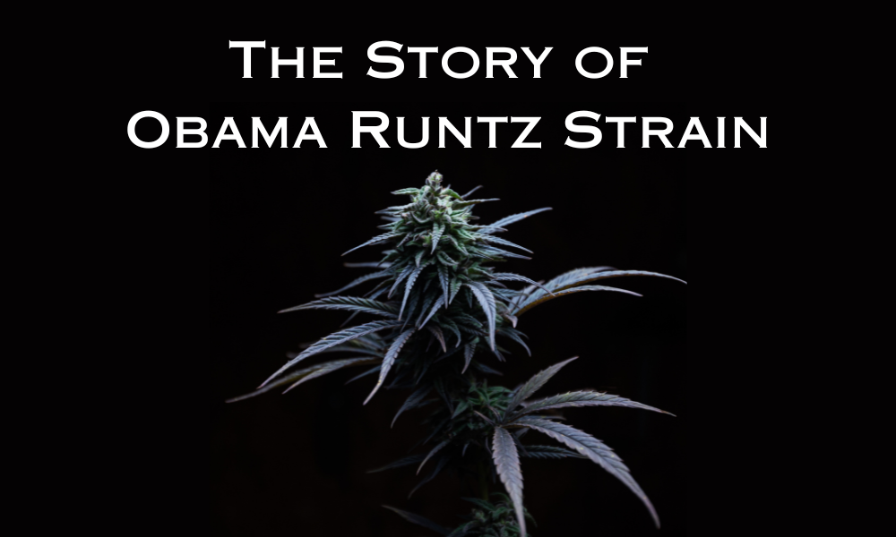 3CHI Presents: The Story of Obama Runtz Strain and THCA Flower