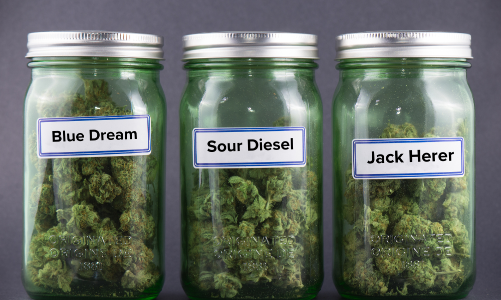 Super Lemon Haze Strain: THCA Flower Energy