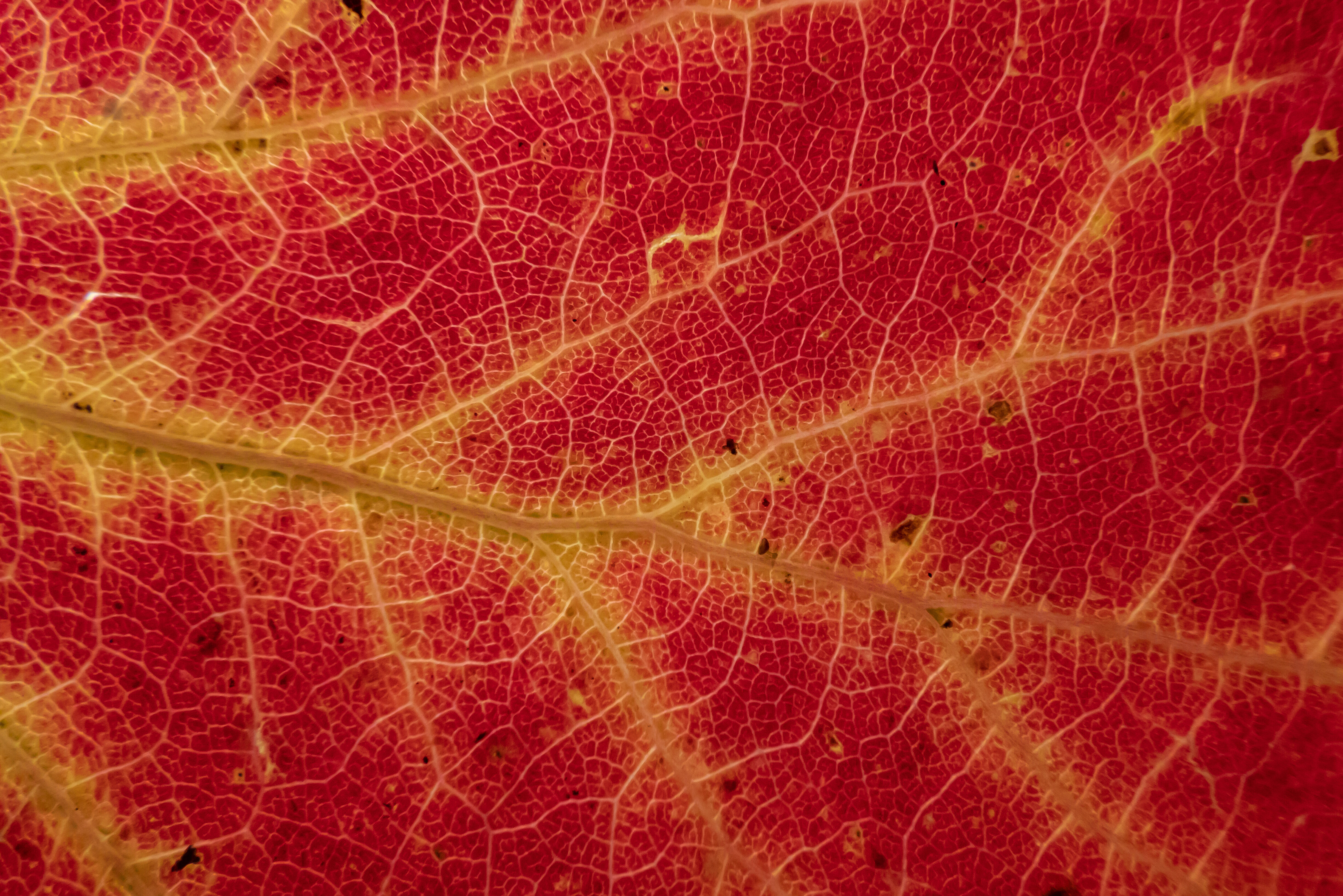 Weeding Rainbows: The Science of Colorful THCA Flowers