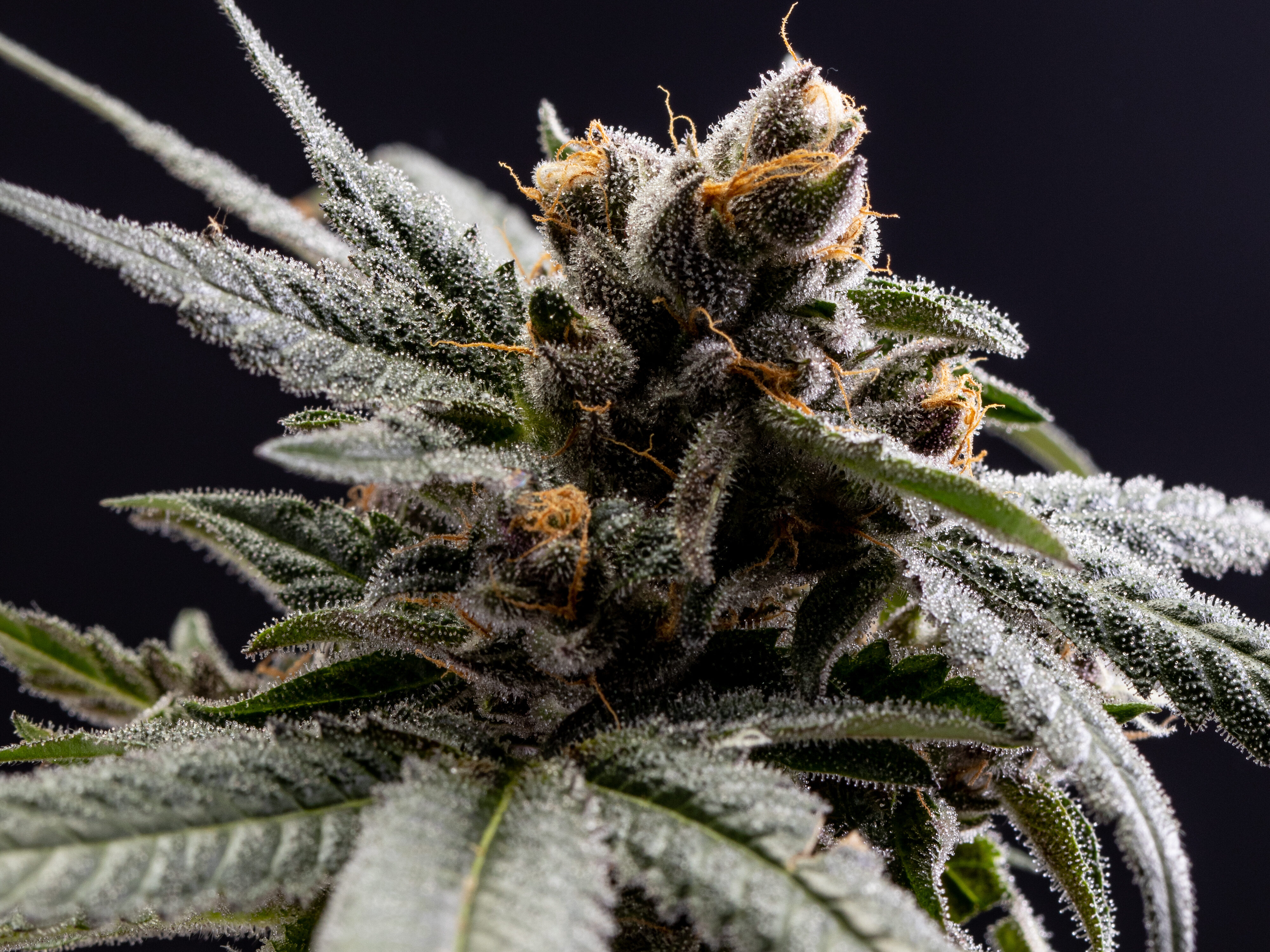 Weeding Rainbows: The Science of Colorful THCA Flowers