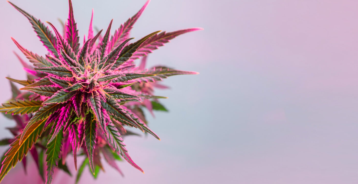 Weeding Rainbows: The Science of Colorful THCA Flowers