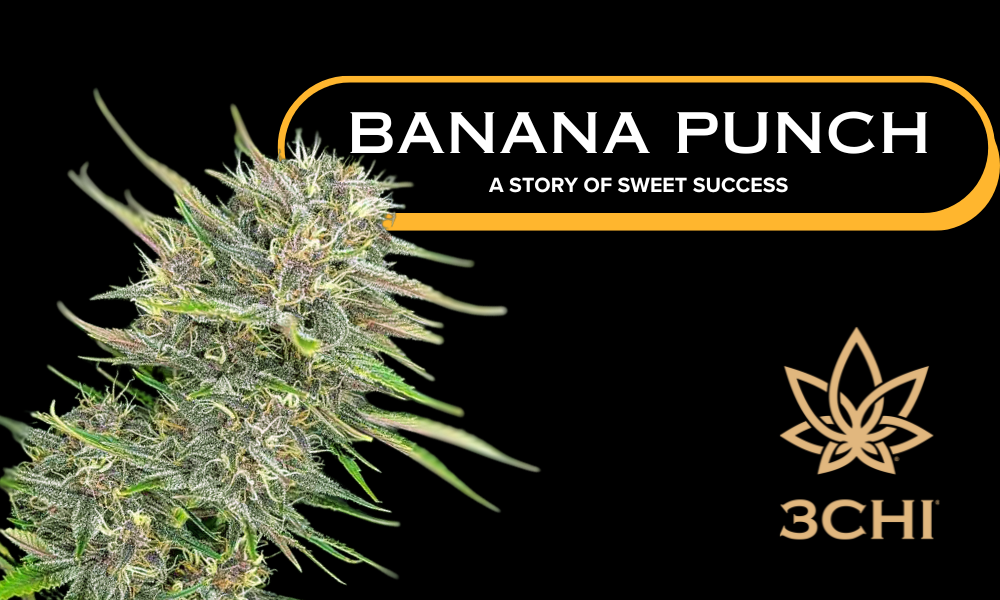 Banana Punch Strain