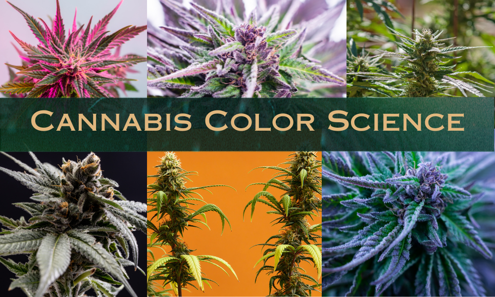 Weeding Rainbow: The Science of Colorful THCA Flowers