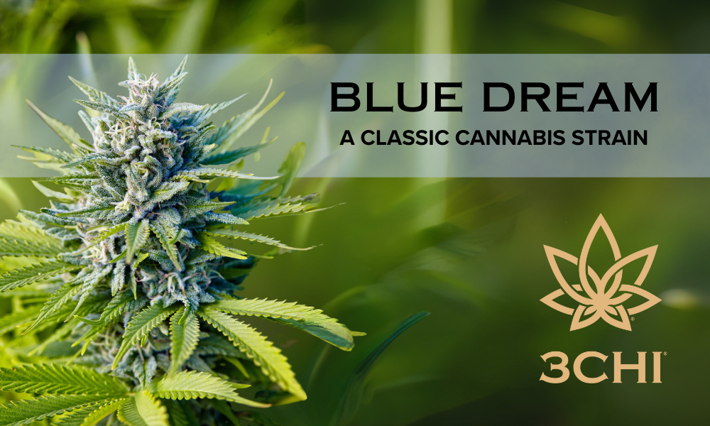 Blue Dream: The Cannabis Strain That’s Still Making Waves