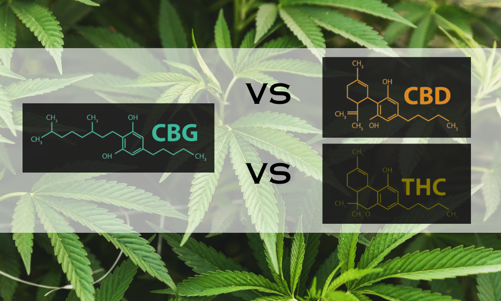 CBG vs CBD vs THC: What’s the Difference and Why It Matters