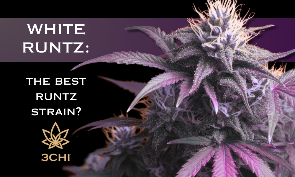 3CHI Presents: The Story of White Runtz Strain and THCA Flower