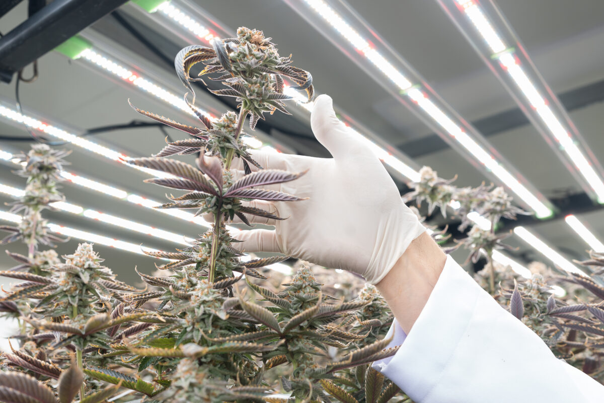 Understanding Cannabis Strains and Their Patents: A Beginner’s Guide