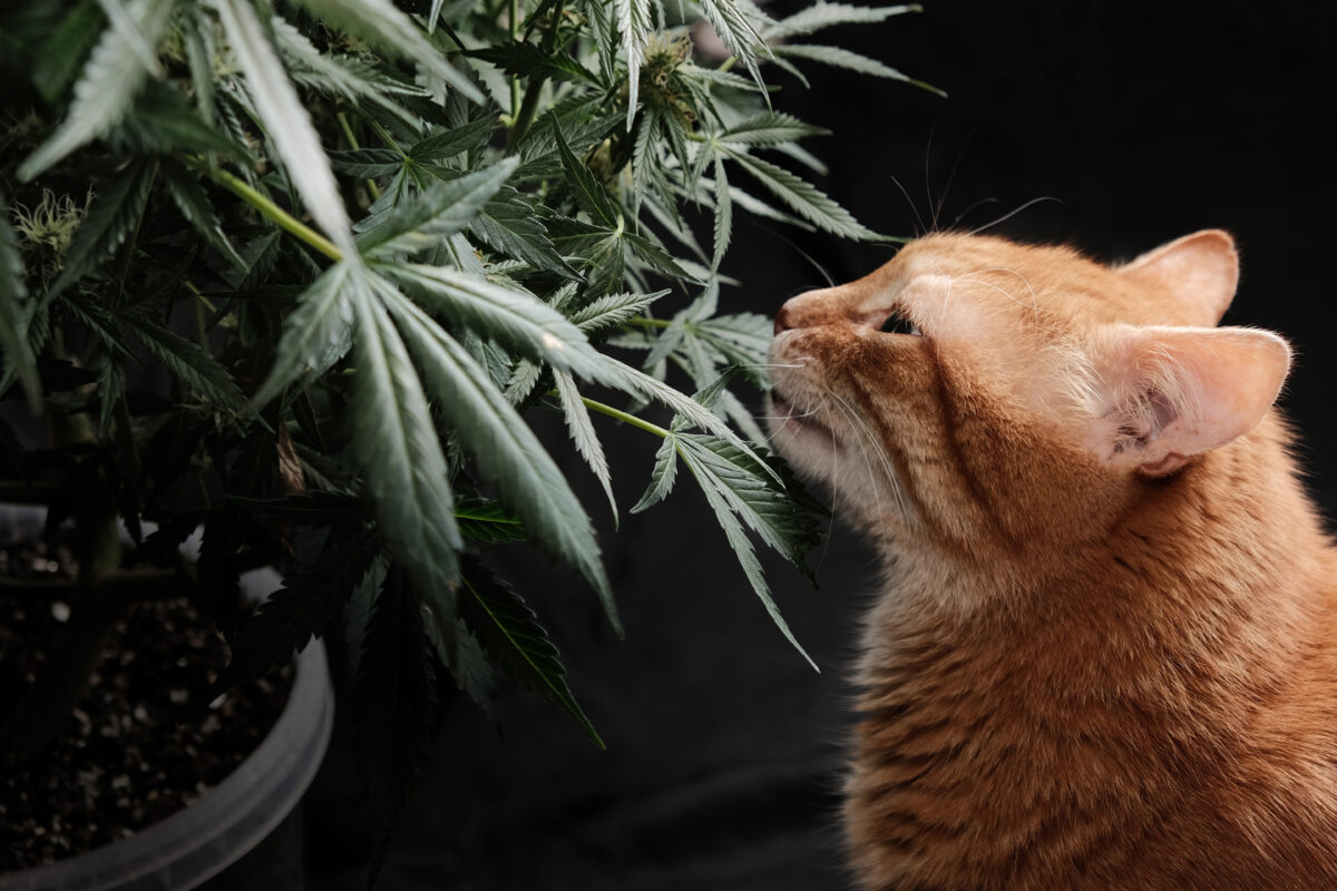 Can Cats Get High? Pets and Pot 101