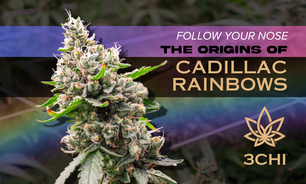 Cadillac Rainbow Strain: A Flavorful Indica Hybrid with a Potent Punch