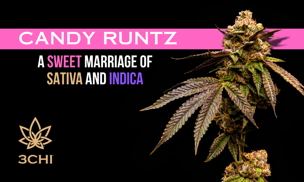 Candy Runtz Strain: The Sweet Legacy of a Cannabis Icon