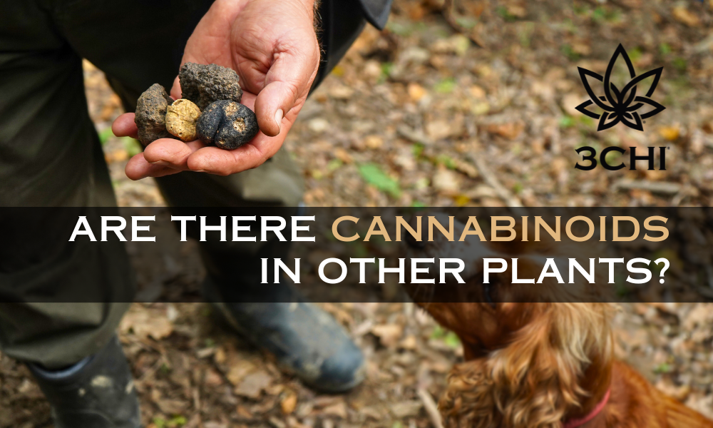 Cannabinoids Beyond Delta 9 Gummies: Nature’s Hidden Helpers