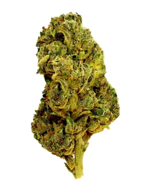 Apple Fritter – THCA Flower - Apple Fritter is a hybrid strain with genetics tracing to Sour Apple × Animal Cookies. Known for its relaxed, happy, euphoric effects, this flower brings smokers a premium experience with standout flavor notes of sweet, doughy, earthy. Perfect for cannabis enthusiasts seeking top-tier quality.