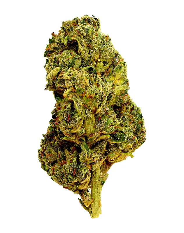 Apple Fritter – THCA Flower - Apple Fritter is a hybrid strain with genetics tracing to Sour Apple × Animal Cookies. Known for its relaxed, happy, euphoric effects, this flower brings smokers a premium experience with standout flavor notes of sweet, doughy, earthy. Perfect for cannabis enthusiasts seeking top-tier quality.