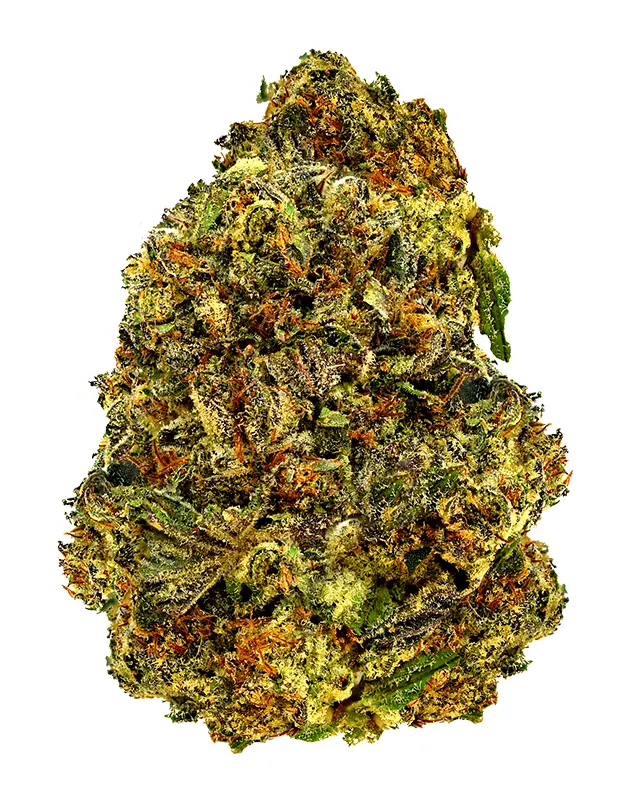 Gelato King – THCA Flower - Gelato King is a hybrid strain with genetics tracing to Gelato phenotype. Known for its euphoric, creative, balanced effects, this flower brings smokers a premium experience with standout flavor notes of creamy, sweet, earthy. Perfect for cannabis enthusiasts seeking top-tier quality.