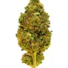 Jokerz – THCA Flower - Jokerz is a indica strain with genetics tracing to Gelato #33 × 9lb Hammer. Known for its calming, body buzz, slightly sedative effects, this flower brings smokers a premium experience with standout flavor notes of sweet, earthy, creamy. Perfect for cannabis enthusiasts seeking top-tier quality.