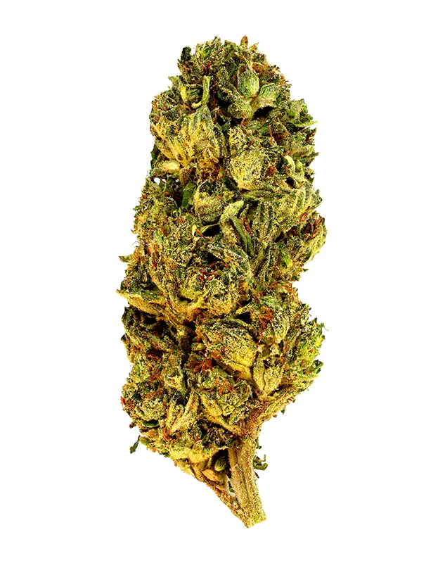 Lobster Butter – THCA Flower - Lobster Butter is a indica strain with genetics tracing to Boutique Cross (Indica-dominant). Known for its sedating, body high, heavy effects, this flower brings smokers a premium experience with standout flavor notes of rich, savory, earthy. Perfect for cannabis enthusiasts seeking top-tier quality.